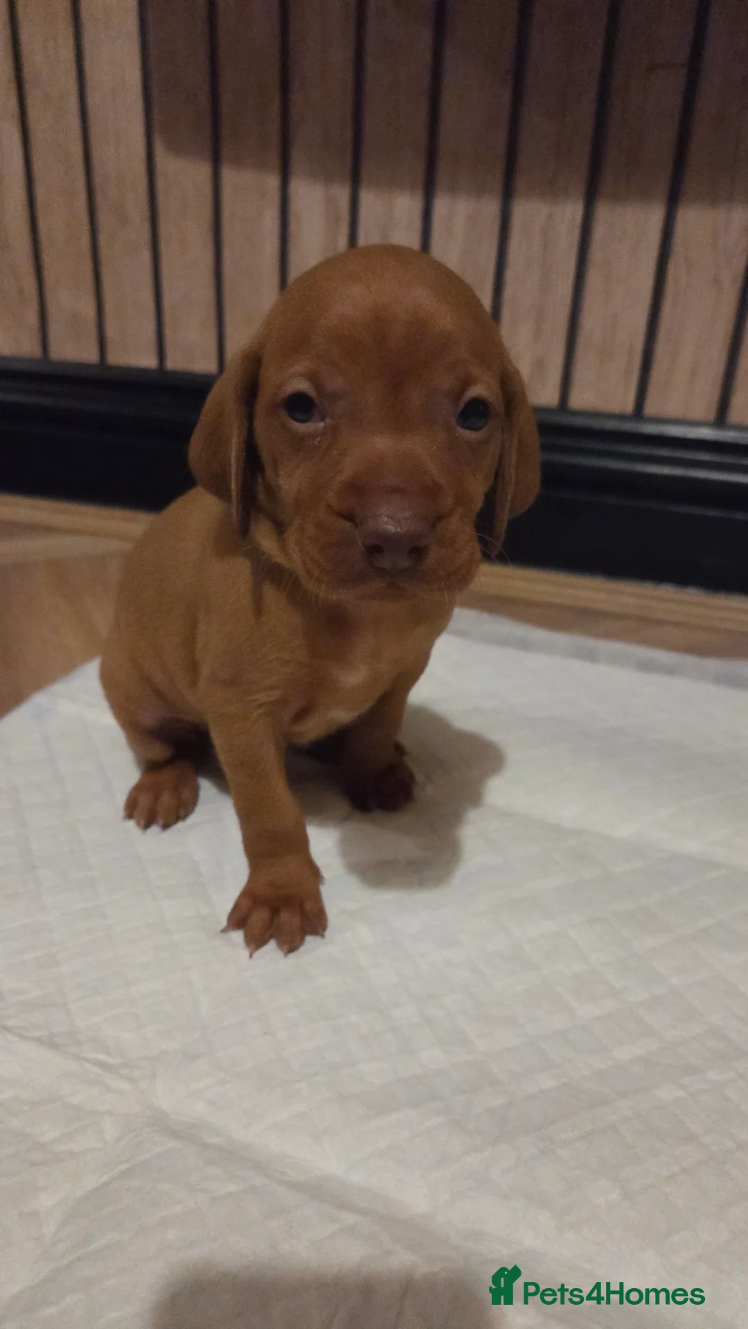 Hungarian Vizsla dogs for sale: 🧡 Hungarian Vizslas. Exceptional pedigrees 🧡 - Advert 34