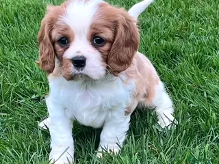 Cavalier King Charles Spaniel dogs Beautiful King Charles Cavalier puppies - Advert 6