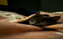 Russian Blue cats for sale: Sweet 4 Year Old Russian Blue Girl  - Image 13