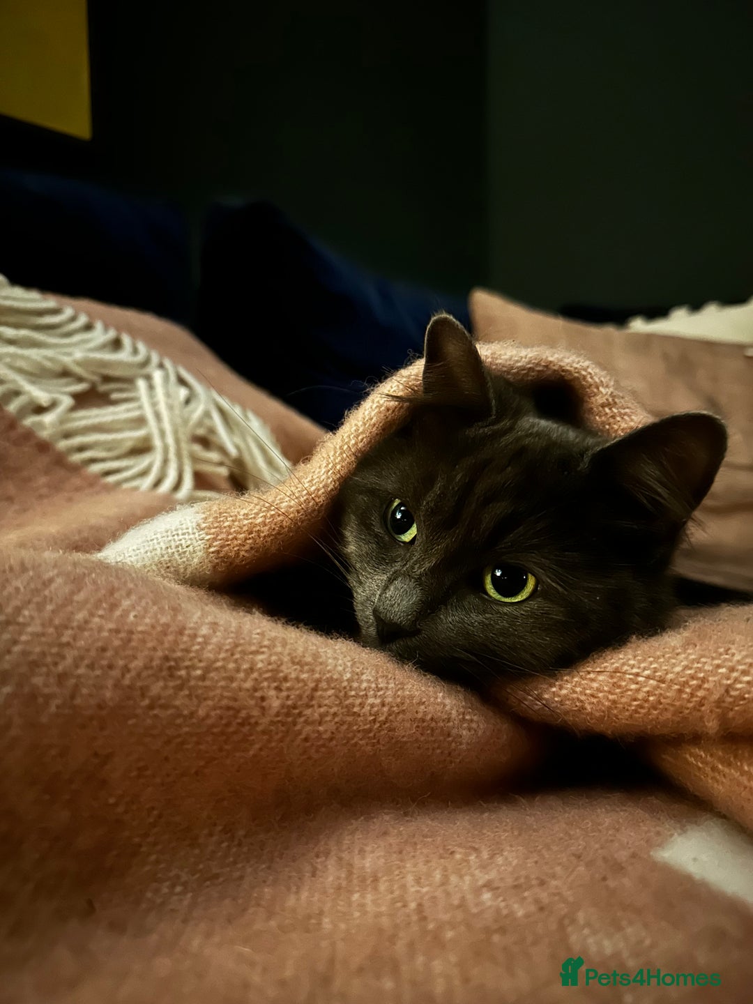 Russian Blue cats for sale: Sweet 4 Year Old Russian Blue Girl  - Image 13