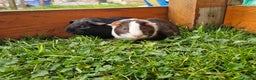 Guinea Pig rodents for sale: Baby guineas  - Advert 2