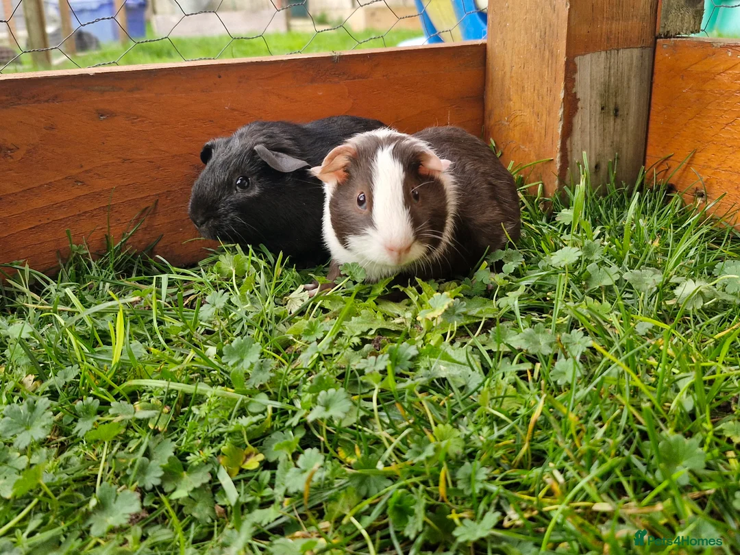 Guinea Pig rodents for sale: Baby guineas  - Advert 1