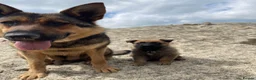 German Shepherd dogs for sale: Beautiful German shepherd x Belgian shepherd pups - Advert 21