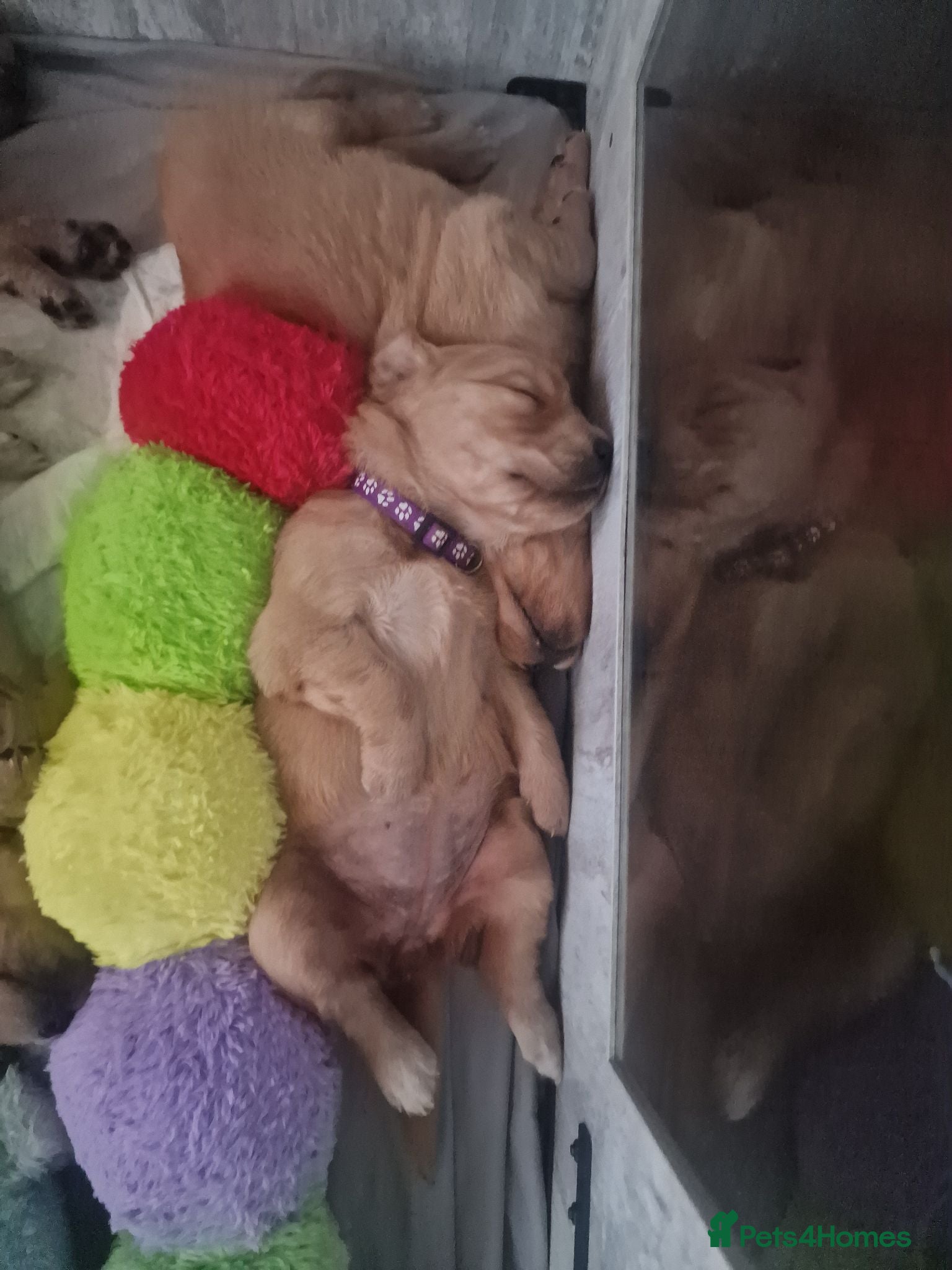 Golden Retriever dogs Stunning dark golden retriever puppies for sale - Advert 2