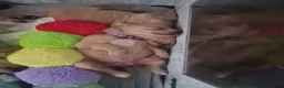 Golden Retriever dogs for sale: Stunning dark golden retriever puppies for sale - Advert 2