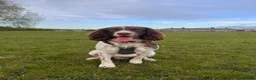 English Springer Spaniel dogs for stud: Balder  - Advert 4