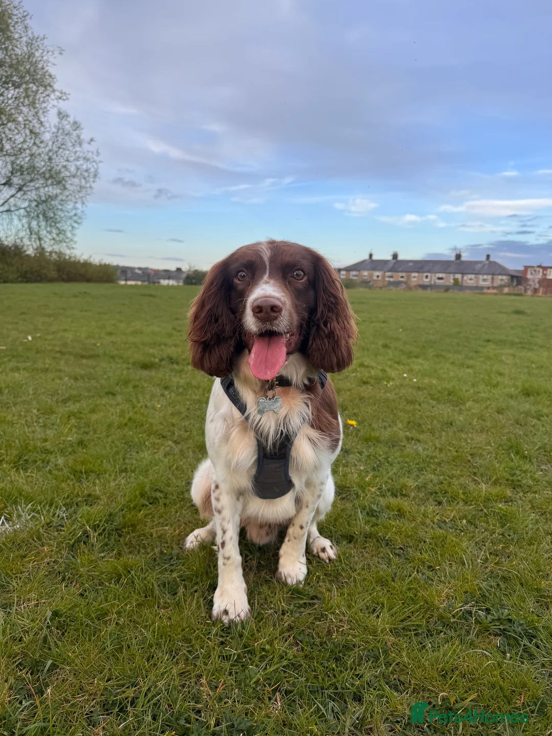 English Springer Spaniel dogs for stud: Balder  - Advert 4