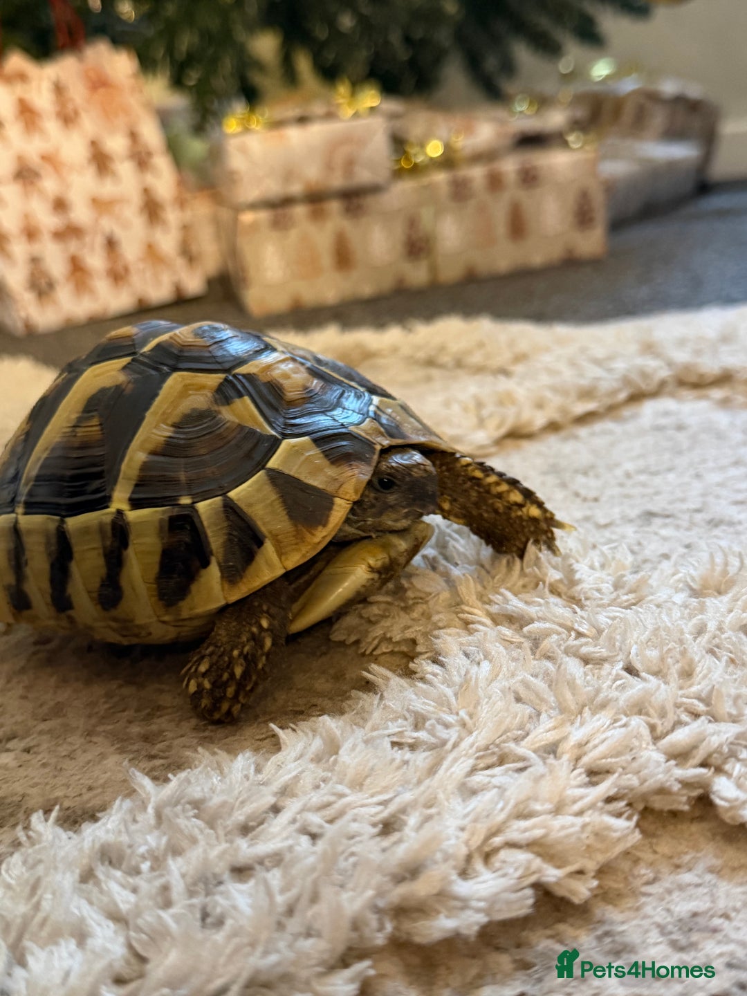 Hermann Tortoise reptiles for sale: Walter - Advert 3
