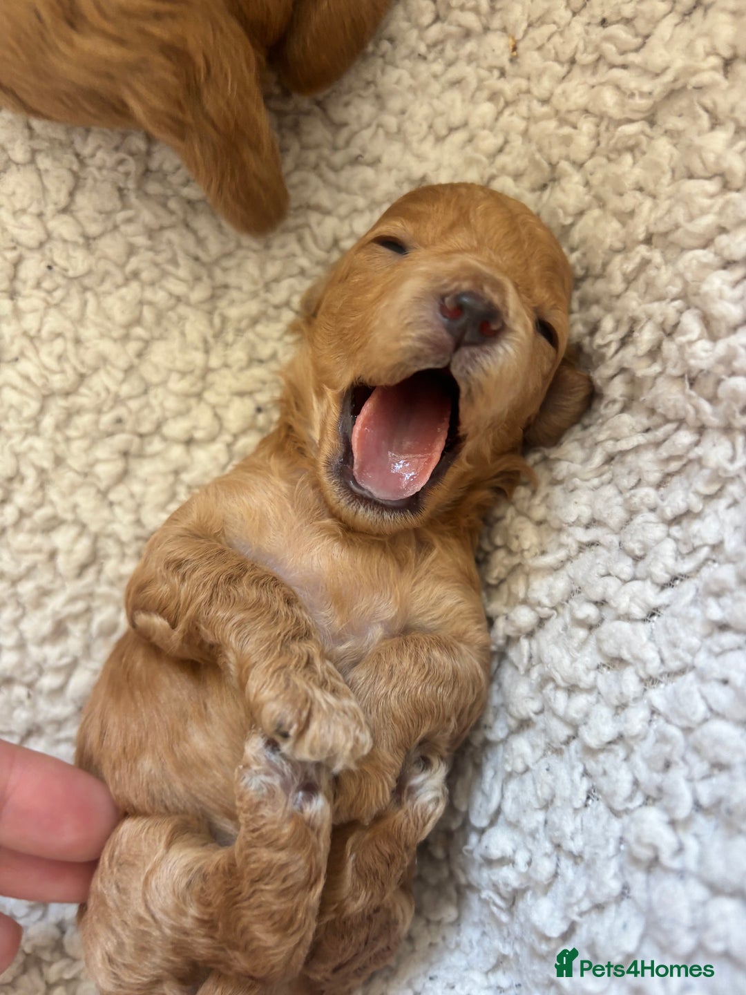 Maltipoo dogs for sale: 🐾 Adorable Maltipoo Puppies 🐾  - Image 10