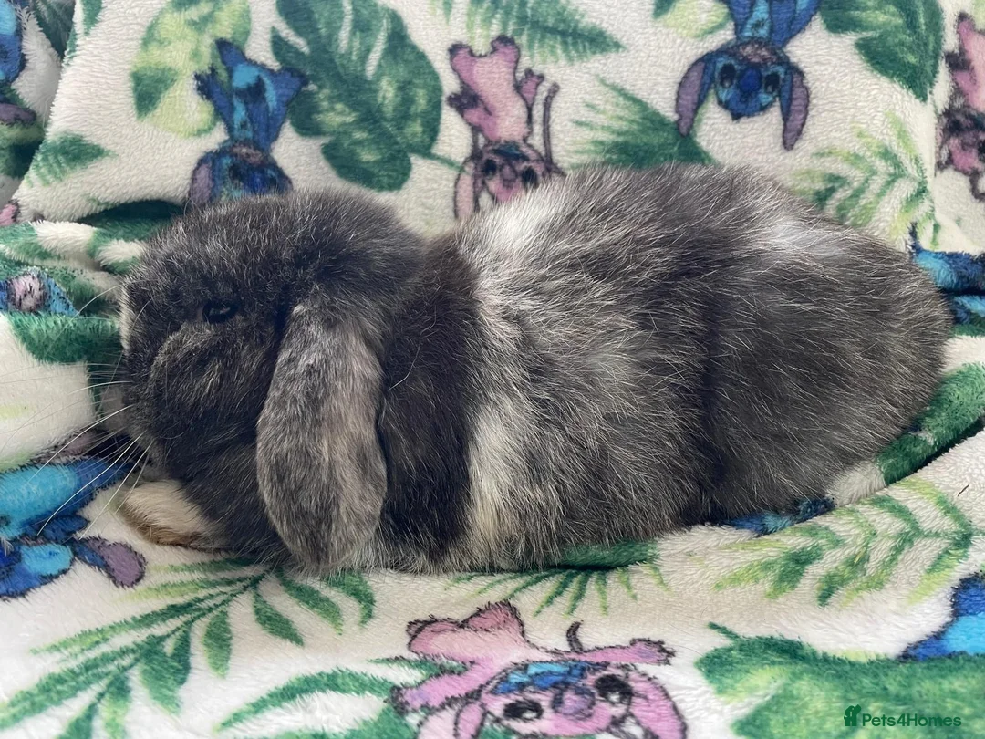 Mini Lop rabbits for sale: Mini lop - male 5 months.  - Advert 5