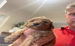 Cockapoo dogs for sale: Cockapoos  - Image 14