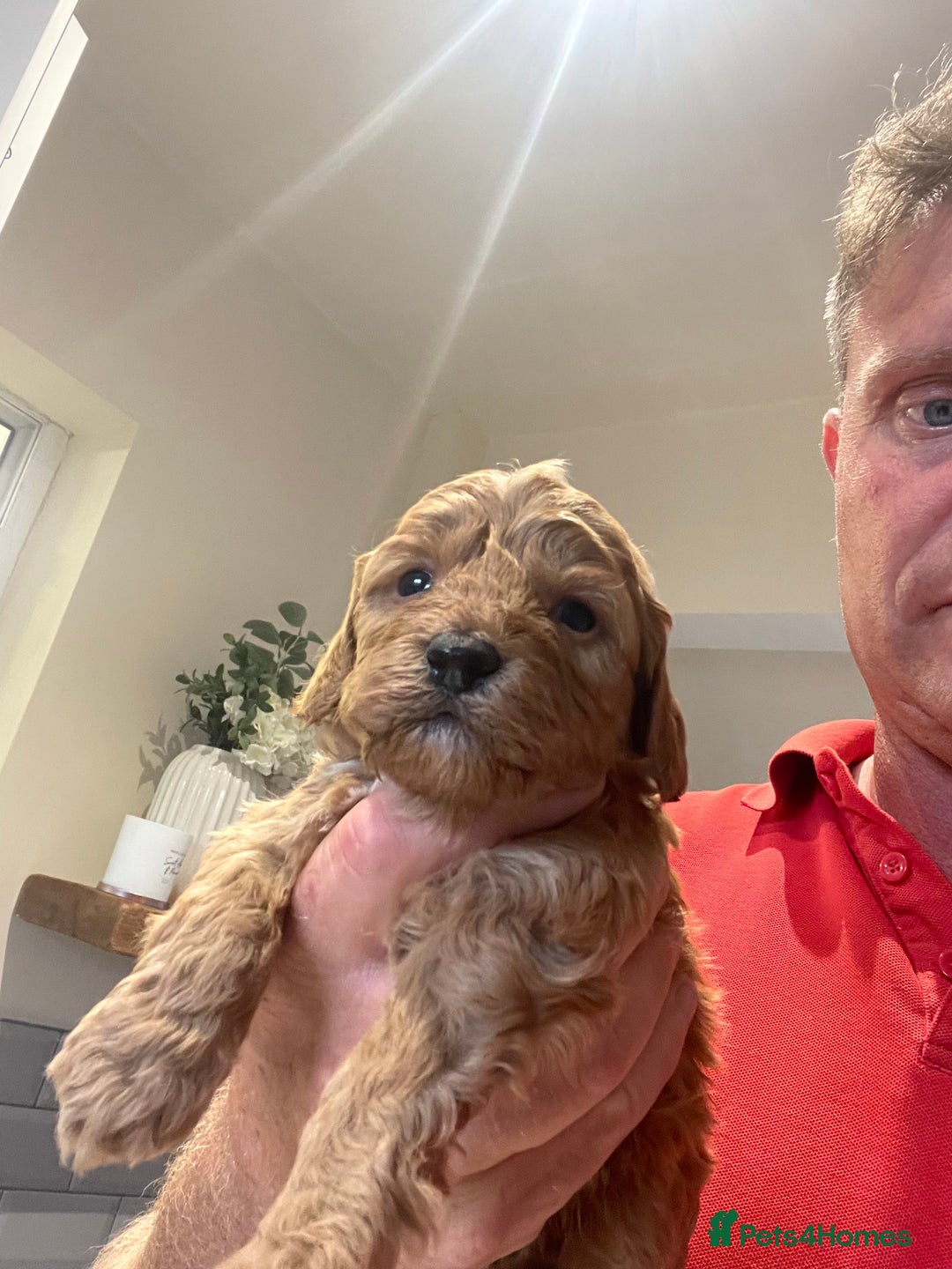 Cockapoo dogs for sale: Cockapoos  - Image 14