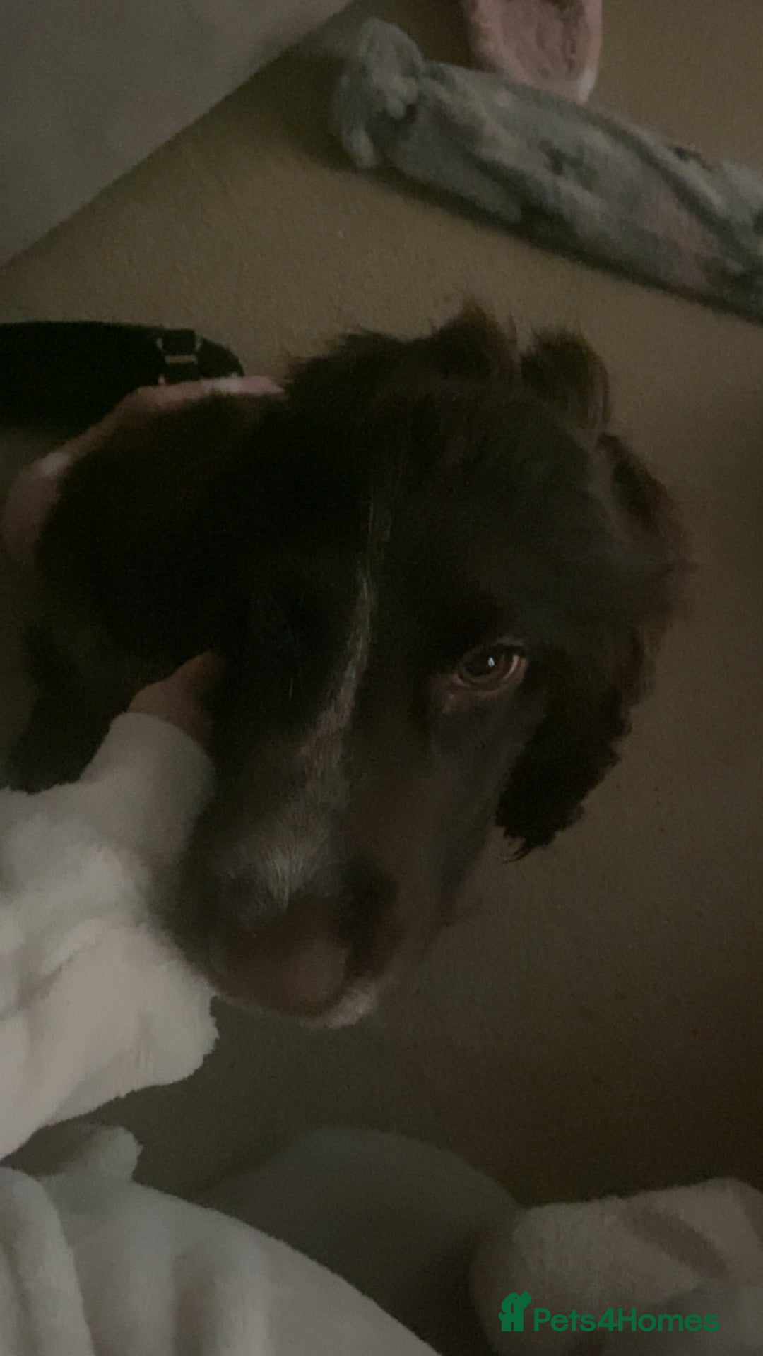 Sprocker dogs for sale: 8 month sprocker  - Advert 3