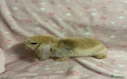 Mini Lop rabbits for sale: Mini Lop bunnies (3 Girls, 1 Boy) Ready to go - Image 13