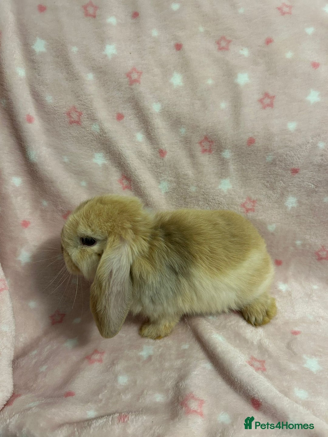 Mini Lop rabbits for sale: Mini Lop bunnies (3 Girls, 1 Boy) Ready to go - Image 13