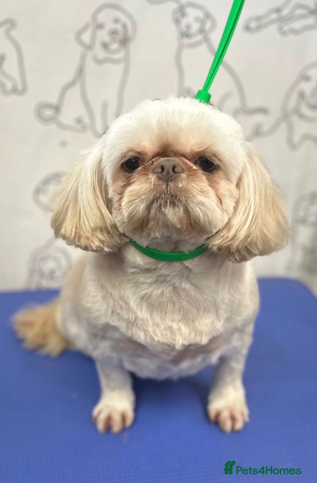 Shih Tzu dogs 💜🩷💙Stunning KC Shih Tzu Puppies💜🩵🩷 - Advert 2
