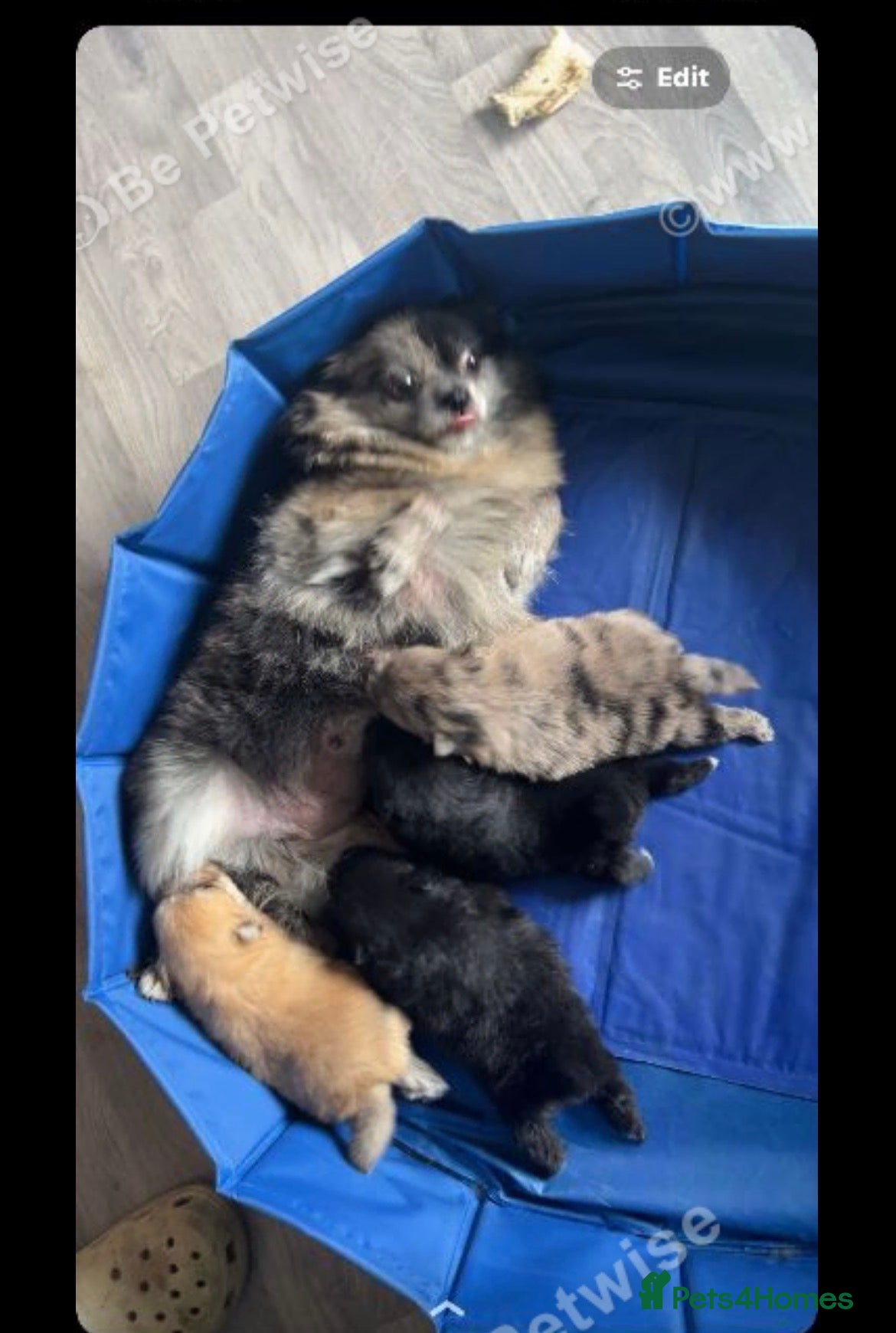Pomeranian dogs 4 beautiful teddy bear poms  - Advert 3