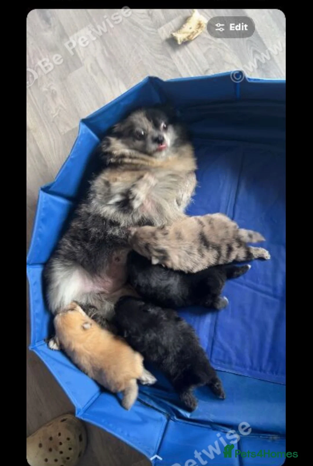 Pomeranian dogs for sale: 4 beautiful teddy bear poms  in Wakefield - Advert 1
