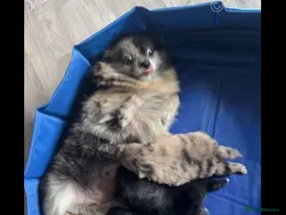 Pomeranian dogs 4 beautiful teddy bear poms - Advert 1
