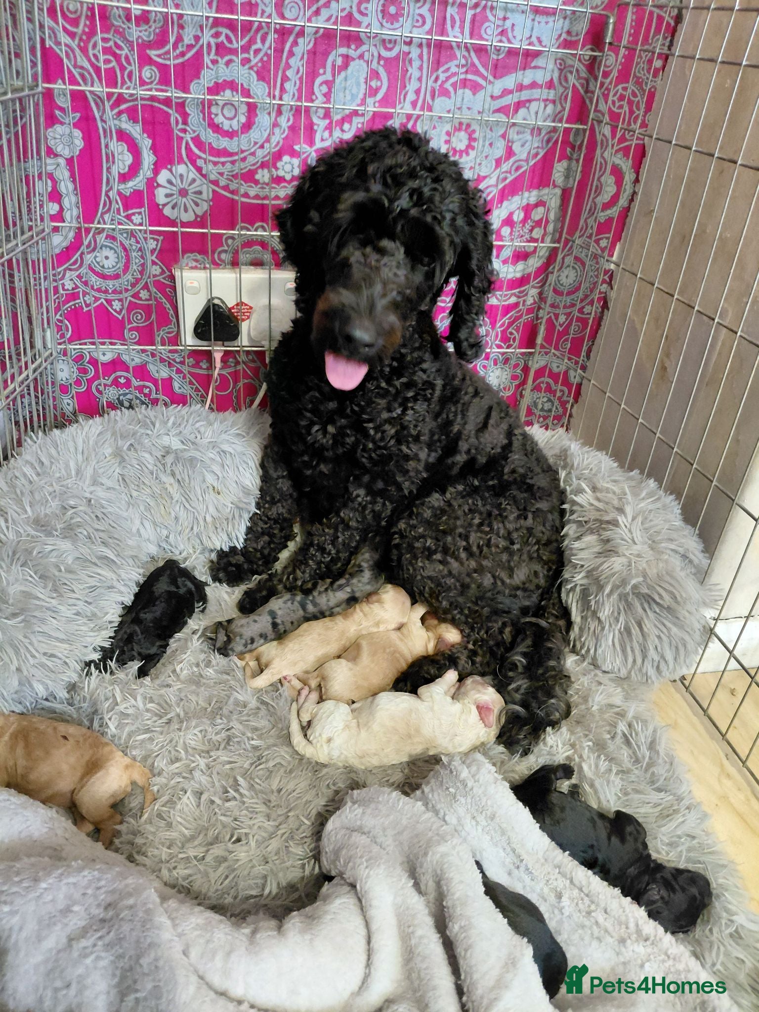 Cockapoo dogs 5* F2B Merle Cockapoo Puppies 🐶  - Advert 1
