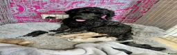Cockapoo dogs for sale: 5* F2B Merle Cockapoo Puppies 🐶  - Advert 1