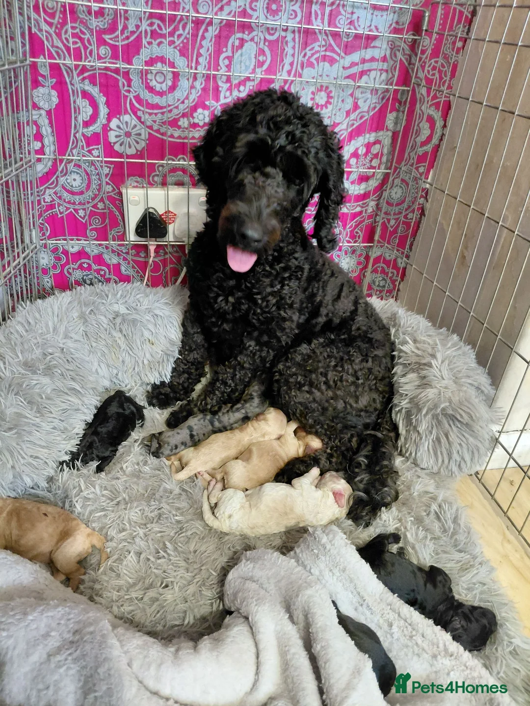 Cockapoo dogs for sale: 5* F2B Merle Cockapoo Puppies 🐶  - Advert 1