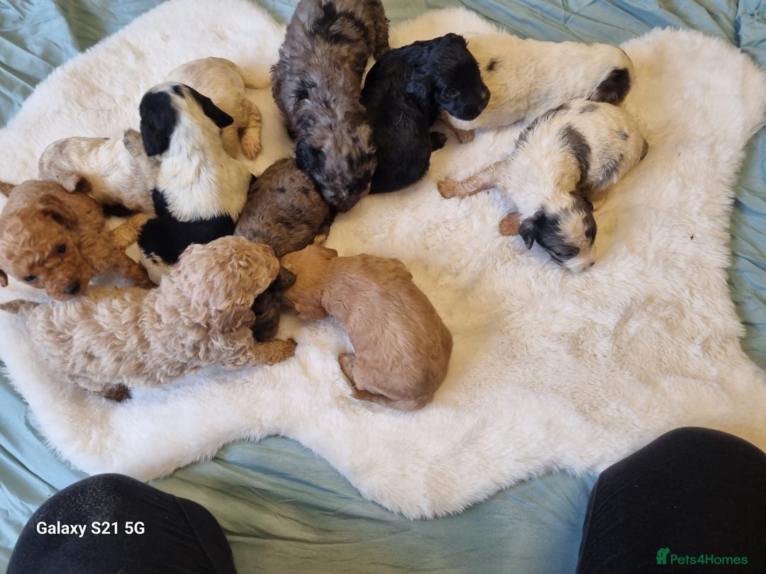 Cockapoo dogs for sale: Cockapoos - Image 18