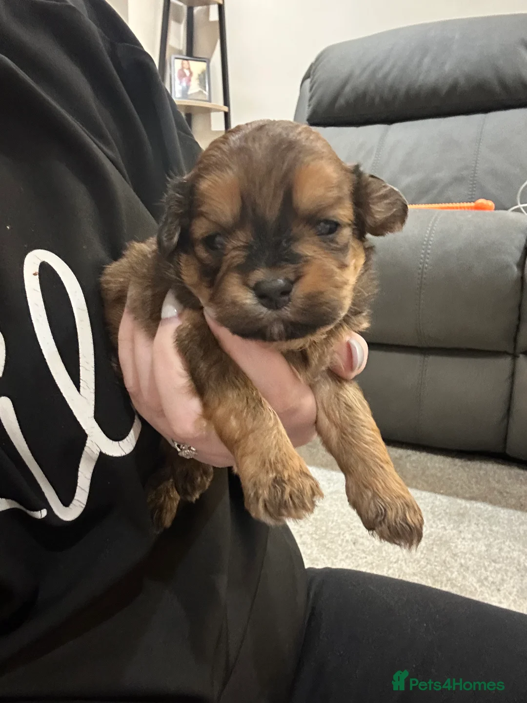 Lhasa Apso dogs for sale: Beautiful mini Lhasa apso’ - Advert 7