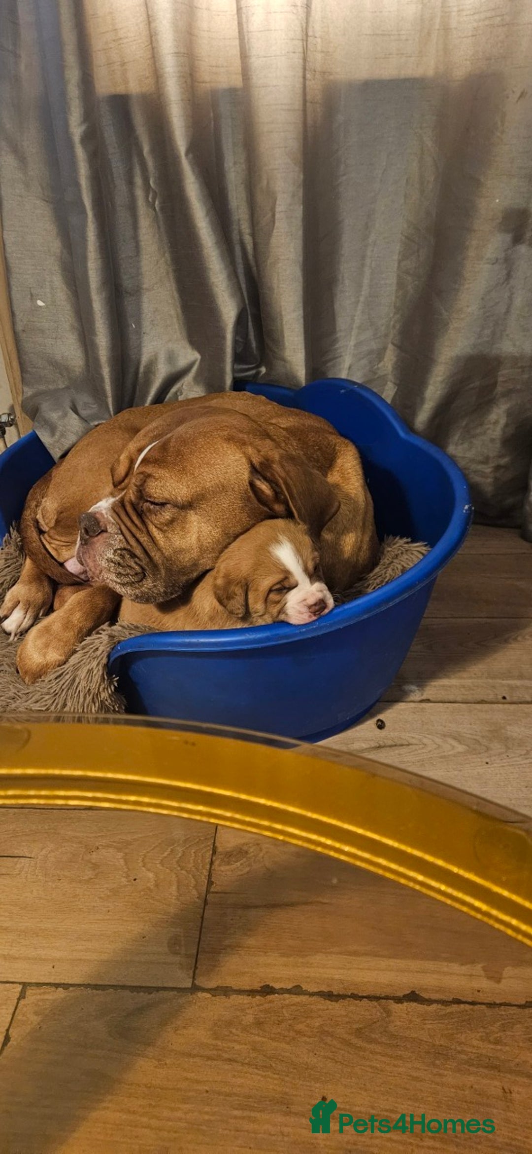 Mixed Breed dogs for sale: Dogue De Bordeaux X. House & Bsc obedience trained - Image 8