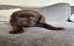 Labrador Retriever dogs for sale: Labradors Chunky chocolate x2 males  - Image 6