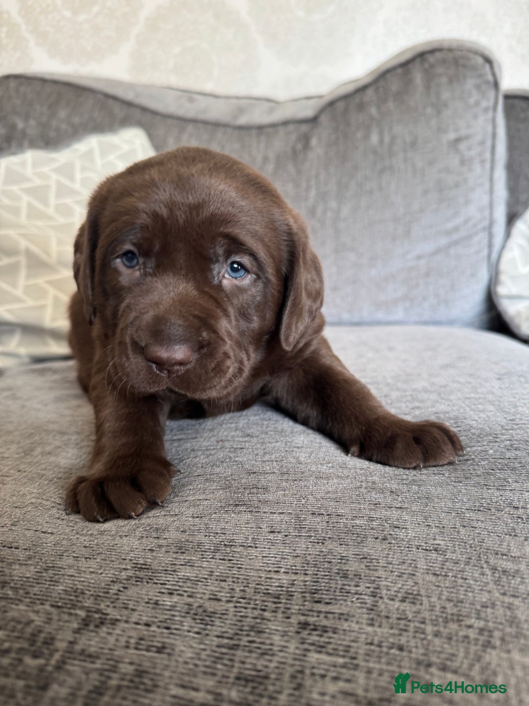 Labrador Retriever dogs for sale: Labradors Chunky chocolate x2 males  - Image 6