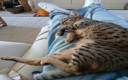 Bengal cats for sale: Bengal x Savannah  - Image 5