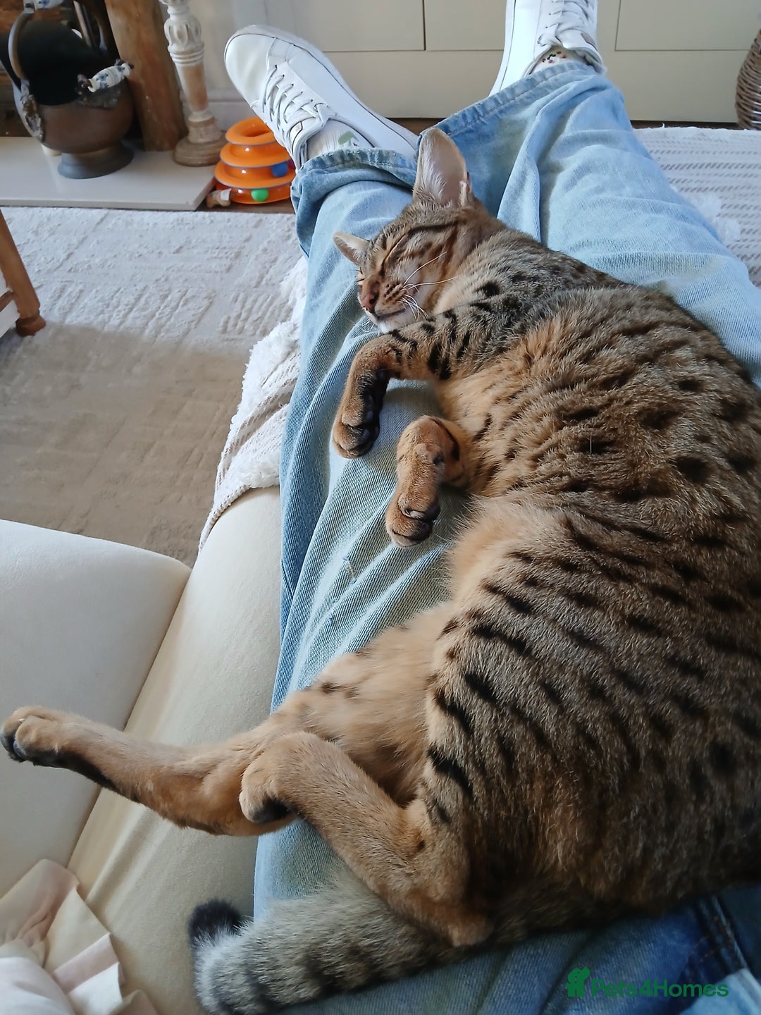 Bengal cats for sale: Bengal x Savannah  - Image 5