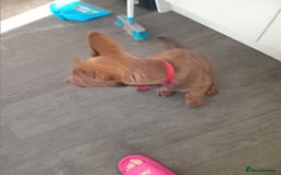 Mixed Breed dogs for sale: Mr chico - Image 2