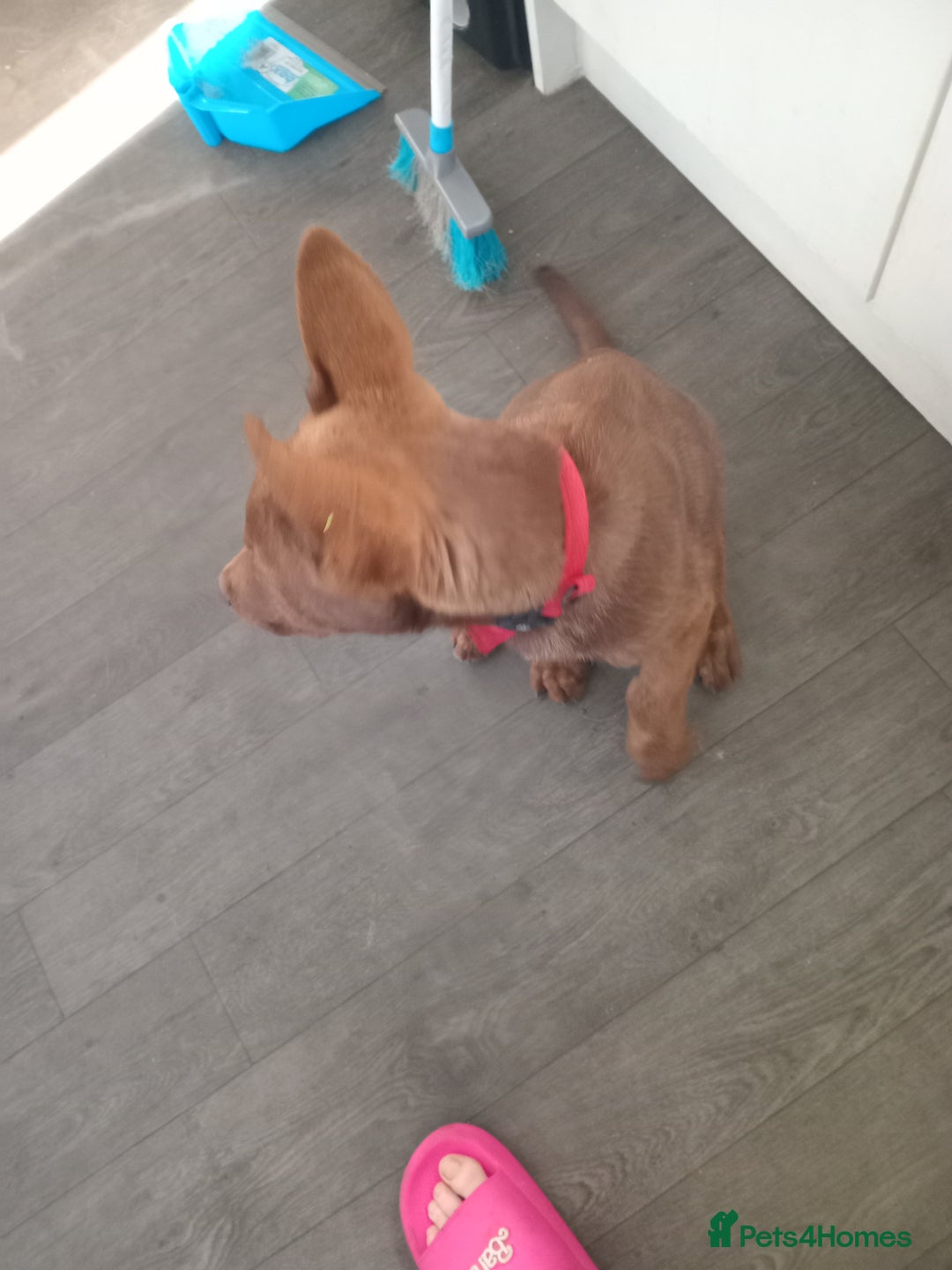 Mixed Breed dogs for sale: Mr chico - Image 2