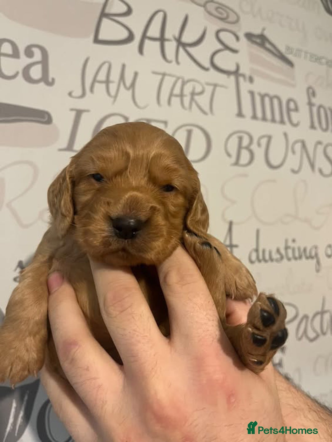 Cocker Spaniel dogs for sale: Beautiful littler of working cocker spaniels 😍 - Advert 6