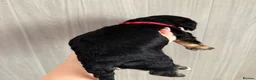 Cockapoo dogs for sale: F2 Cockapoo puppies - Advert 1