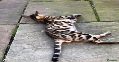 Bengal cats - Advert 4
