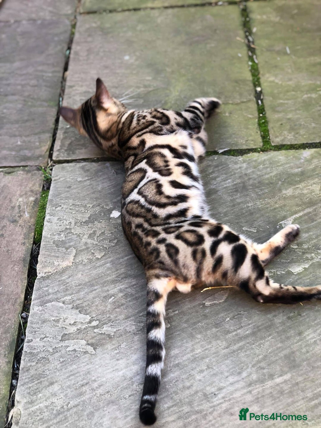 Bengal cats for sale: Looking for the best homes for our retired Bengals - Image 2