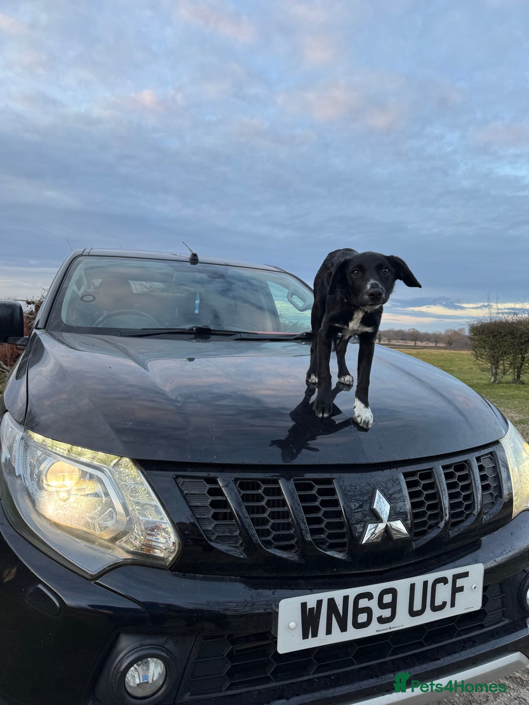 Mixed Breed dogs for sale: Collie x Cocker spaniel  - Advert 3