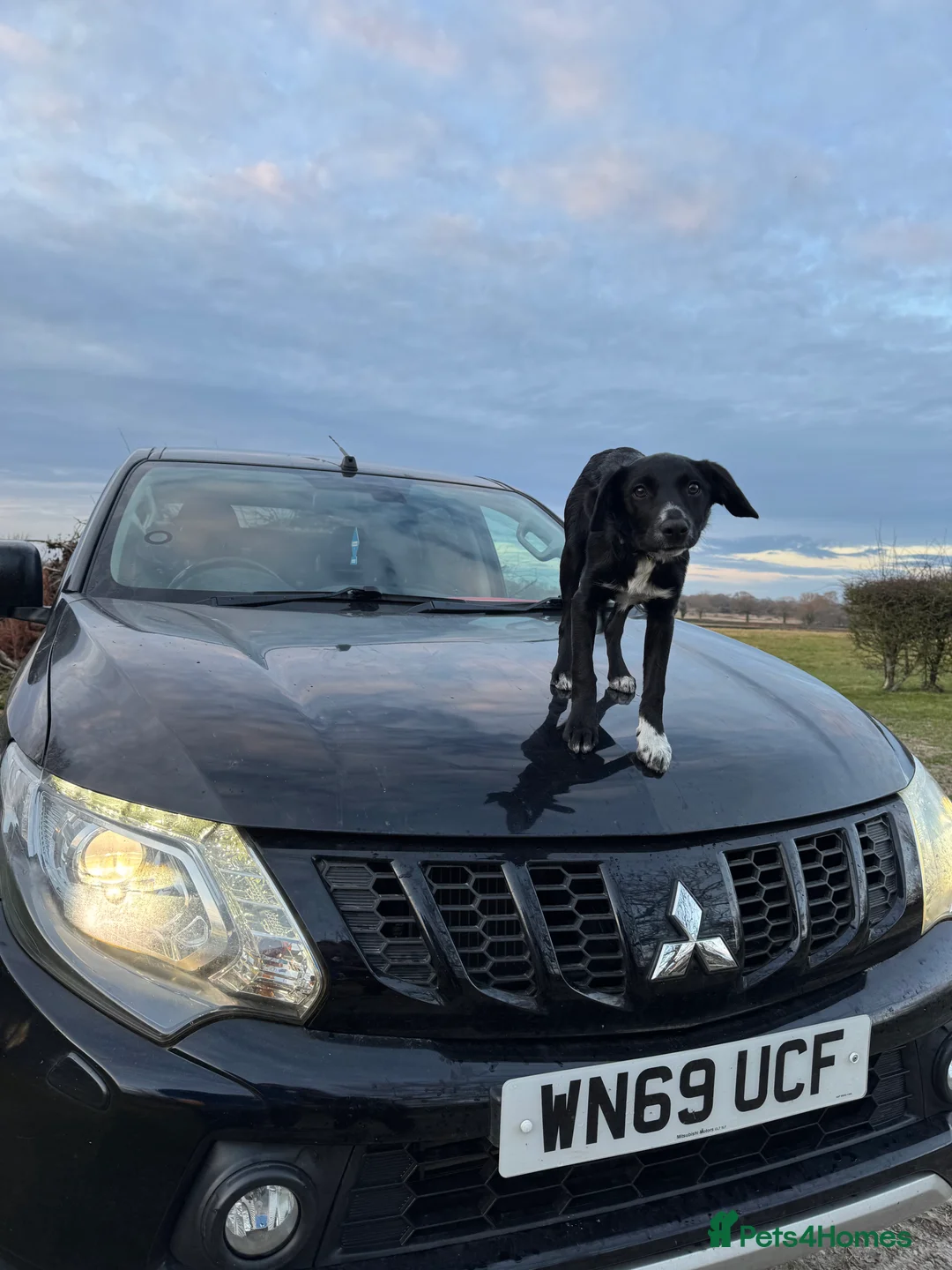 Mixed Breed dogs for sale: Collie x Cocker spaniel  - Advert 3