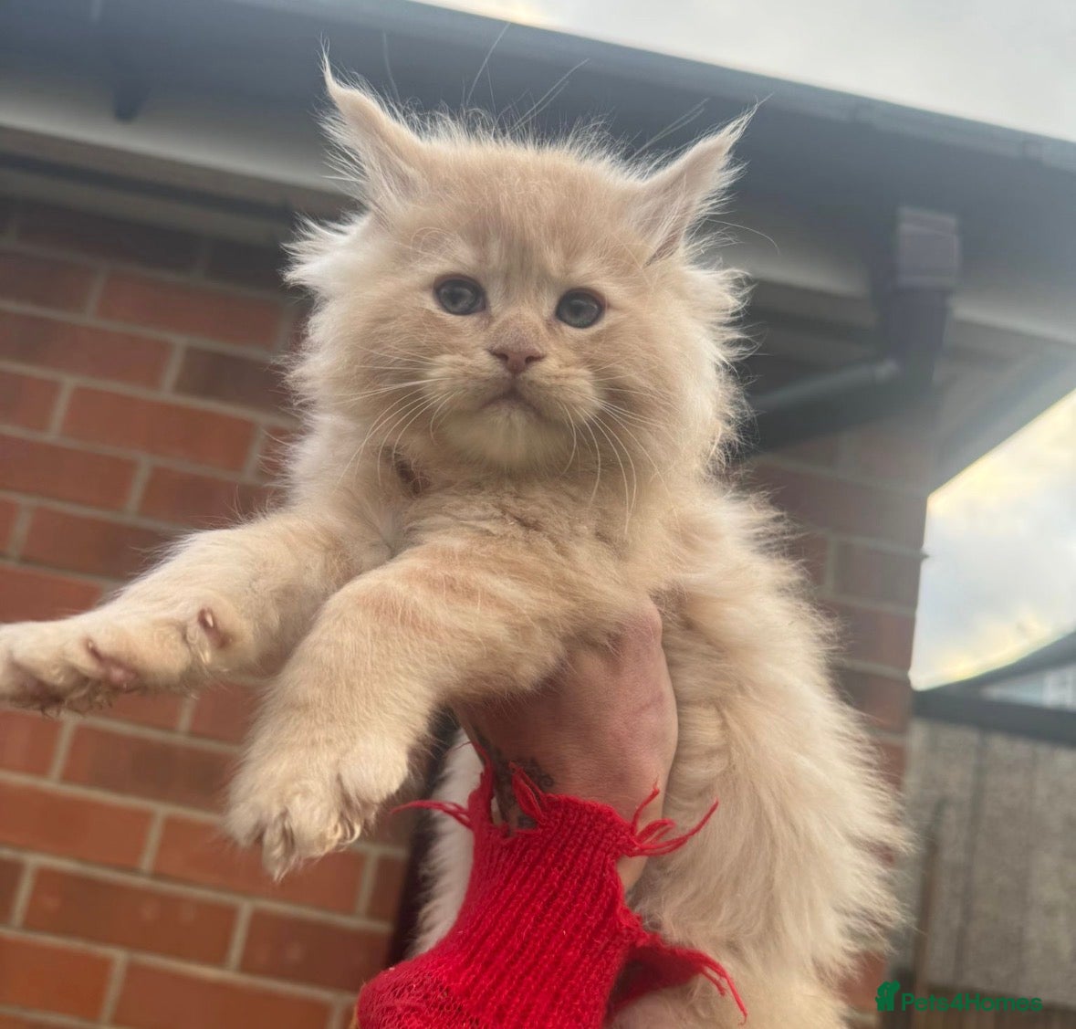 Ragcoon cats XL RAGCOON  - Advert 1