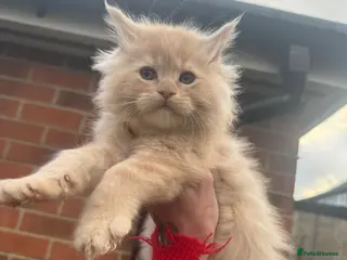 Ragcoon cats XL RAGCOON - Advert 1