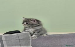British Longhair cats for sale: Beautiful female kitten  - Image 10