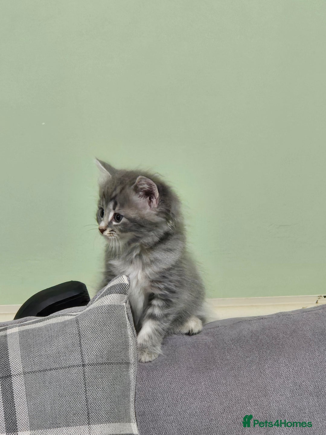 British Longhair cats for sale: Beautiful female kitten  - Image 10