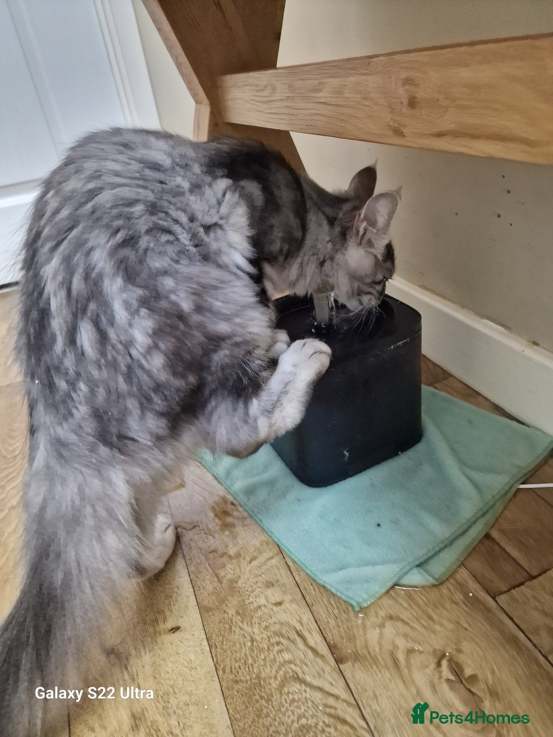 Maine Coon cats for sale: Pure maine coon - Image 39