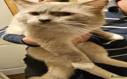 Ragdoll cats for sale: 💕💛GCCF Registered 💛💕Pedigree Ragdoll kittens - Image 22