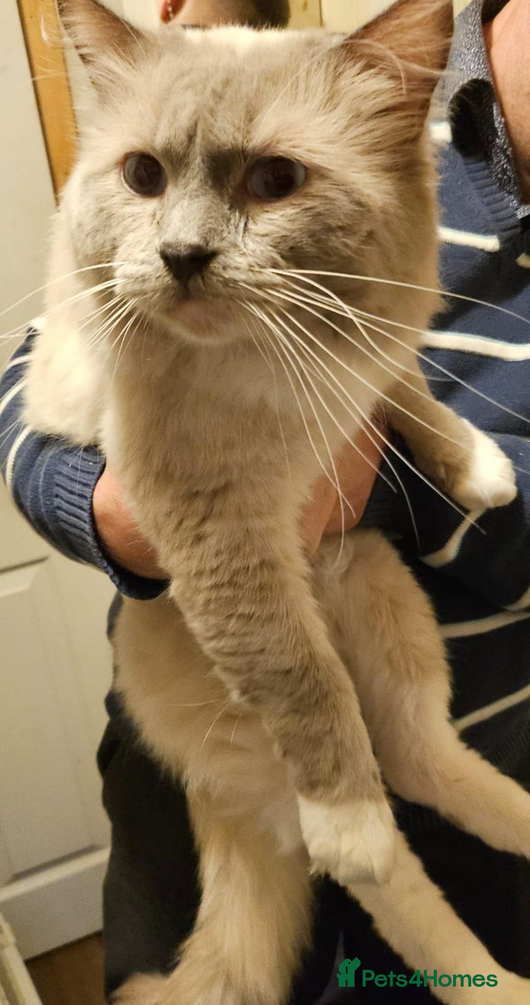 Ragdoll cats for sale: 💕💛GCCF Registered 💛💕Pedigree Ragdoll kittens - Image 22