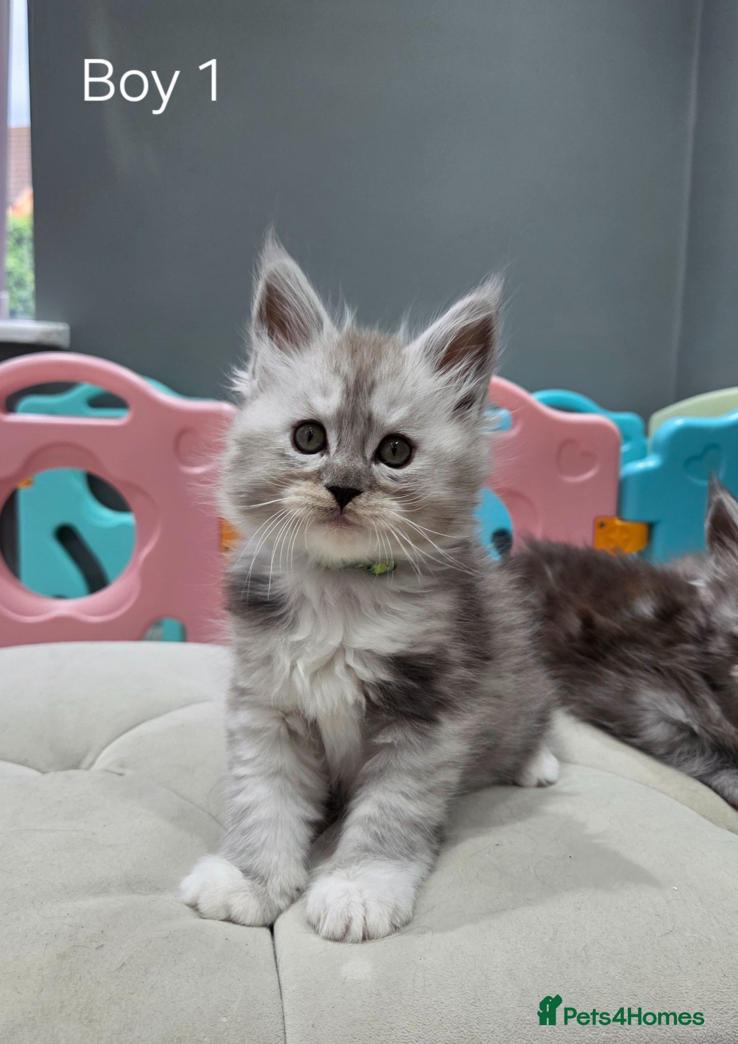 Maine Coon cats Black smoke and Silver kittens - Advert 10