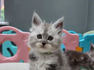 Maine Coon cats Black smoke and Silver kittens - Advert 12